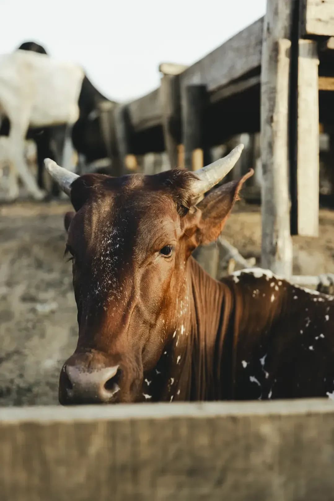 Preparing Livestock for a Seasonal Move