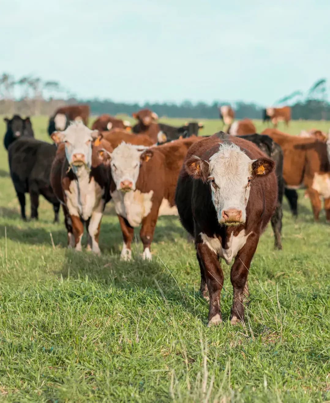 Keeping an Eye on Animal Condition Through Wet Weather