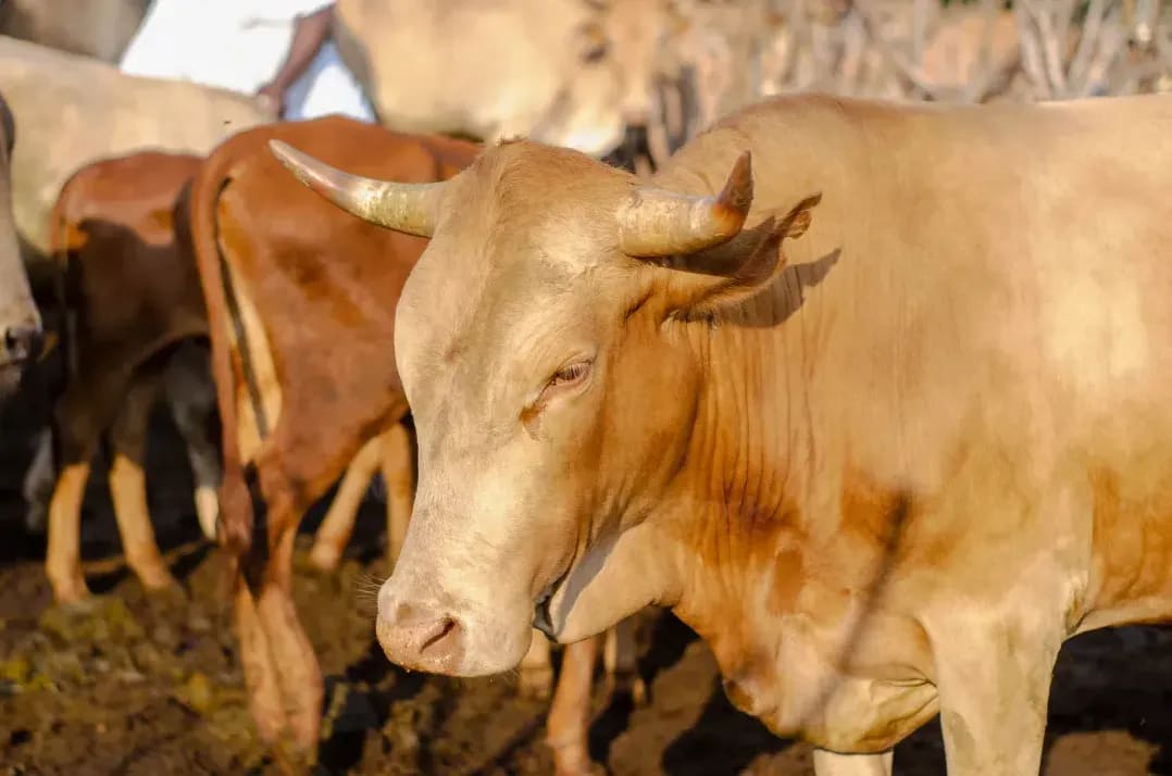 Northshire Livestock 11