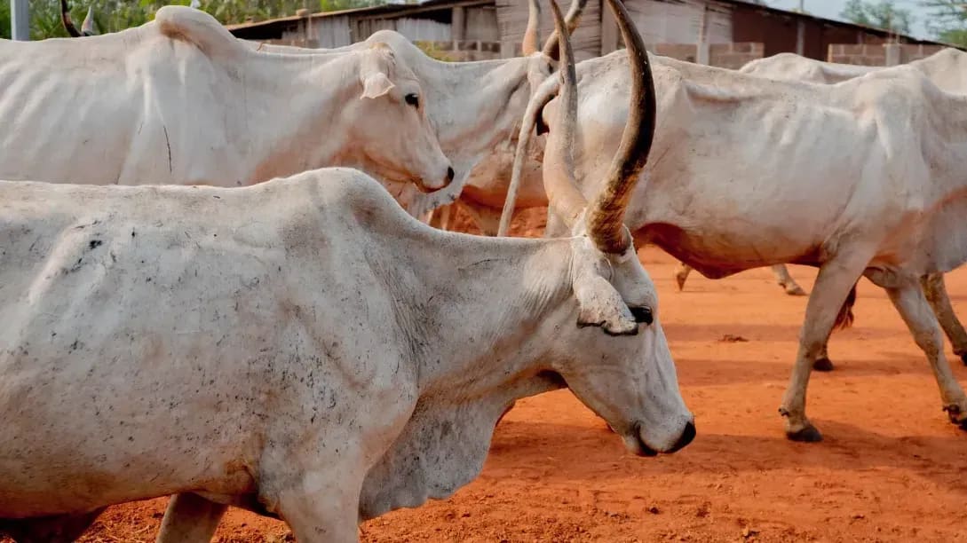 Northshire Livestock 5