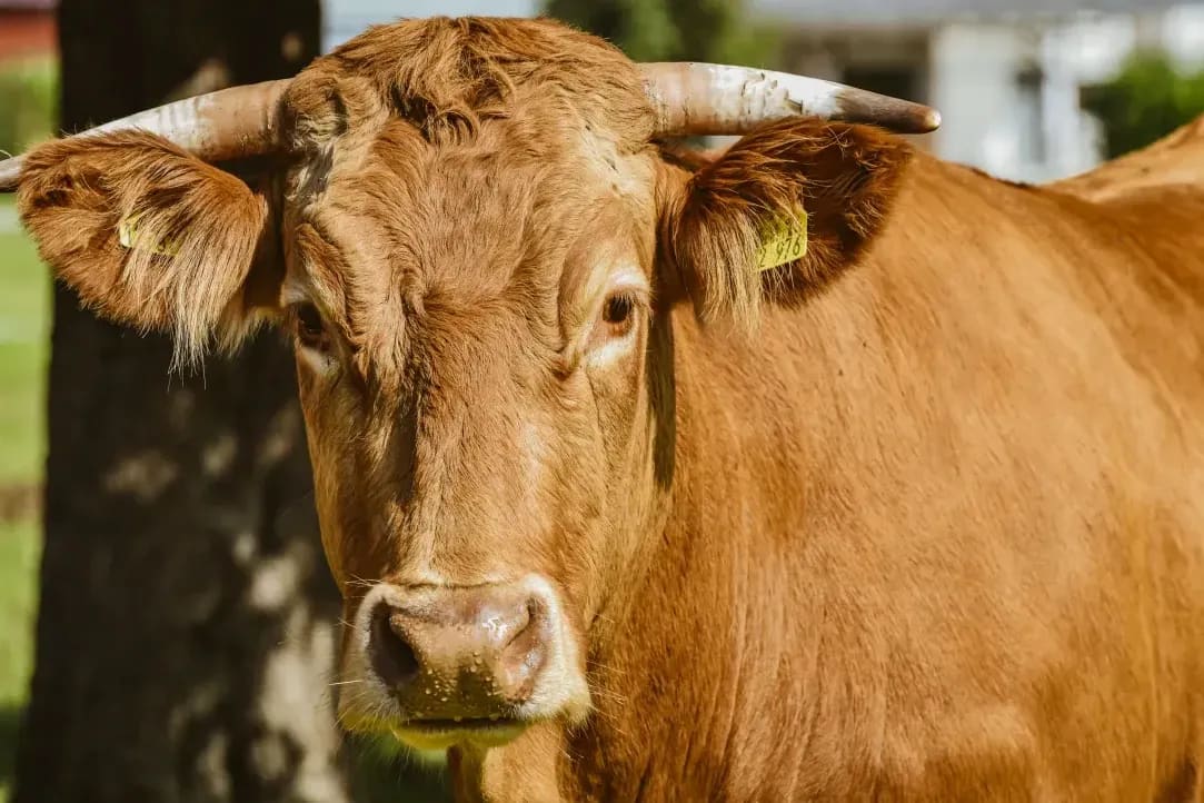 Northshire Livestock 7
