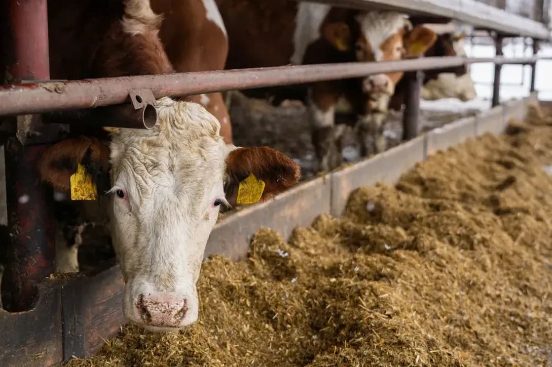 Northshire Livestock 9