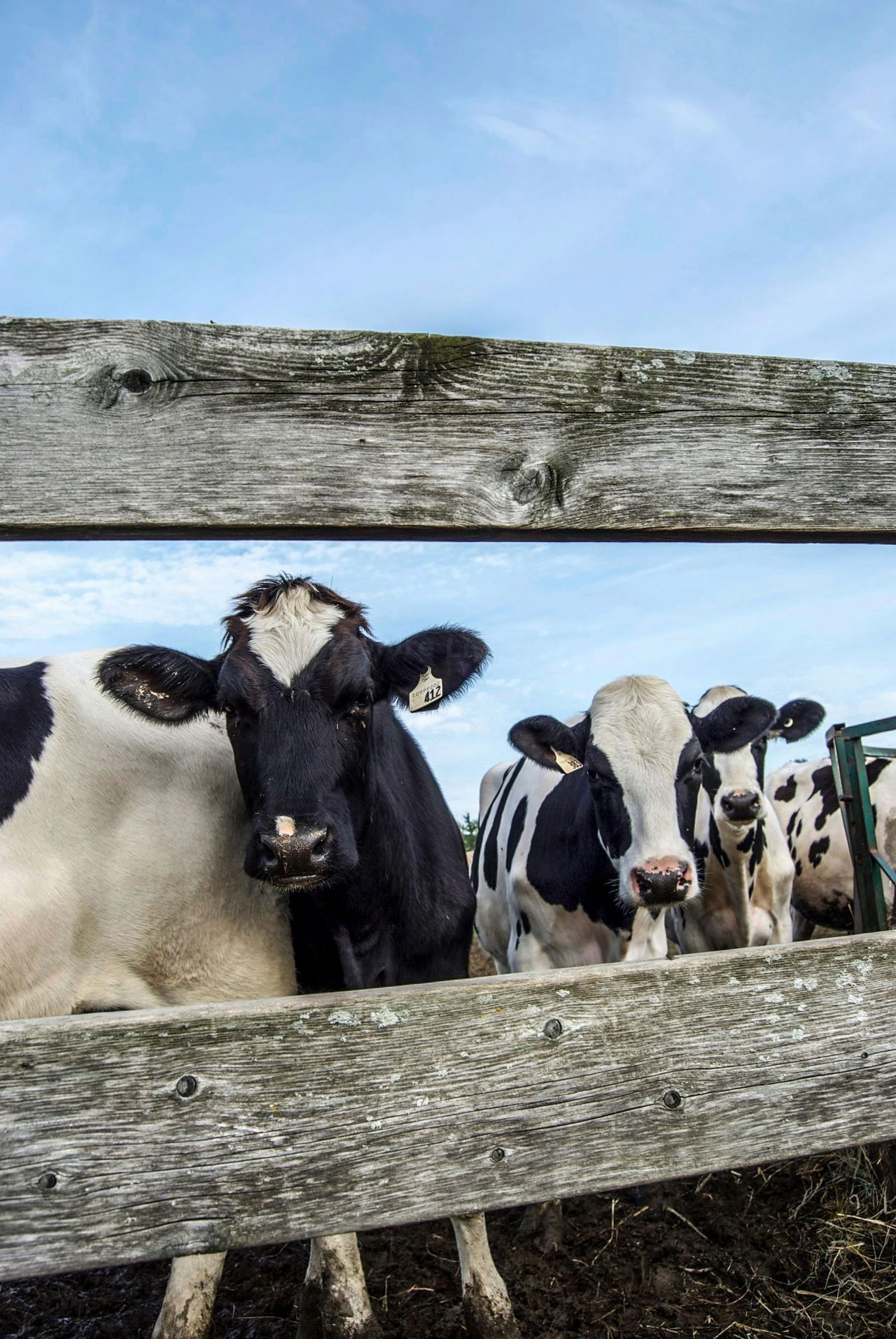 Northshire Livestock