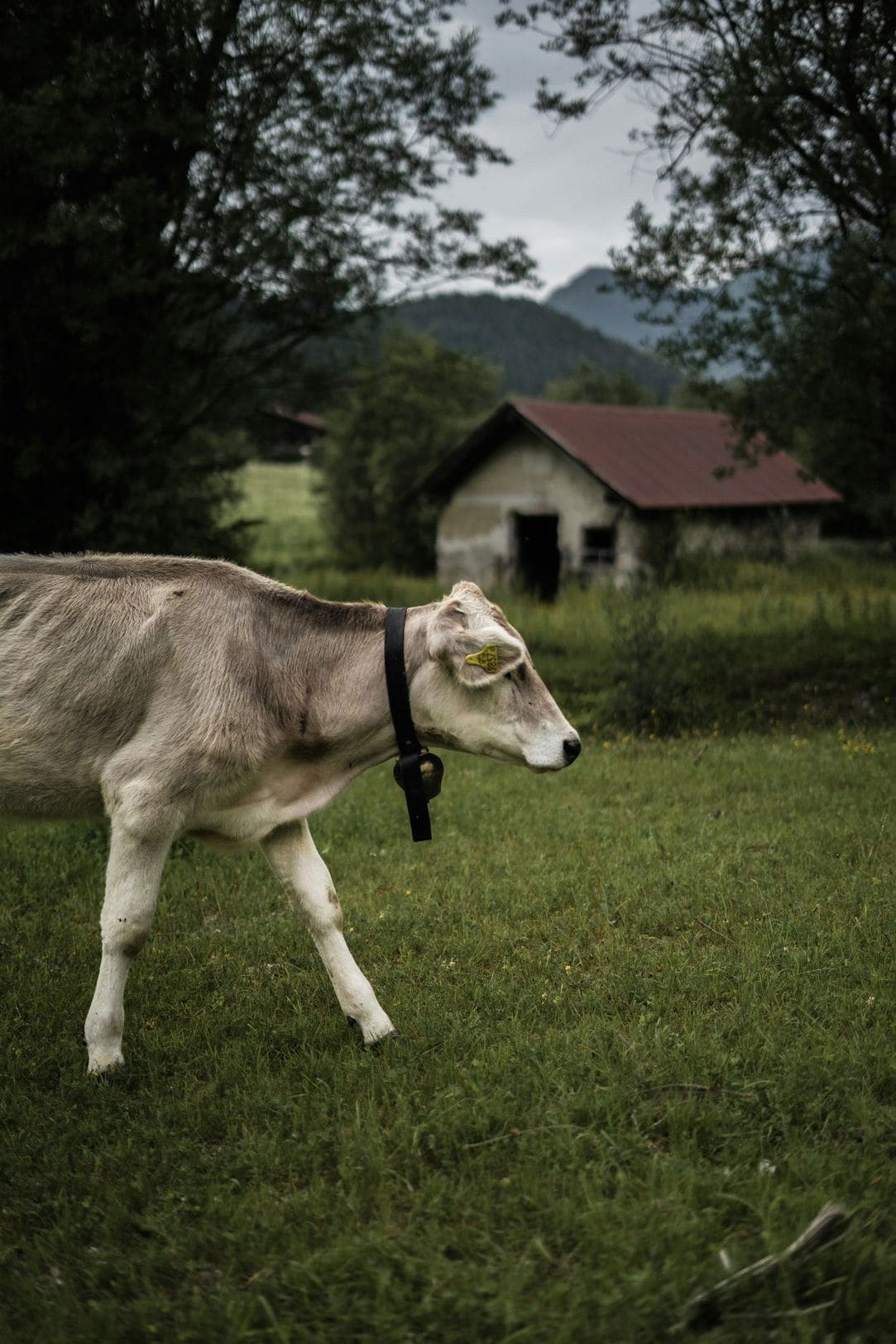 Livestock sourcing and procurement