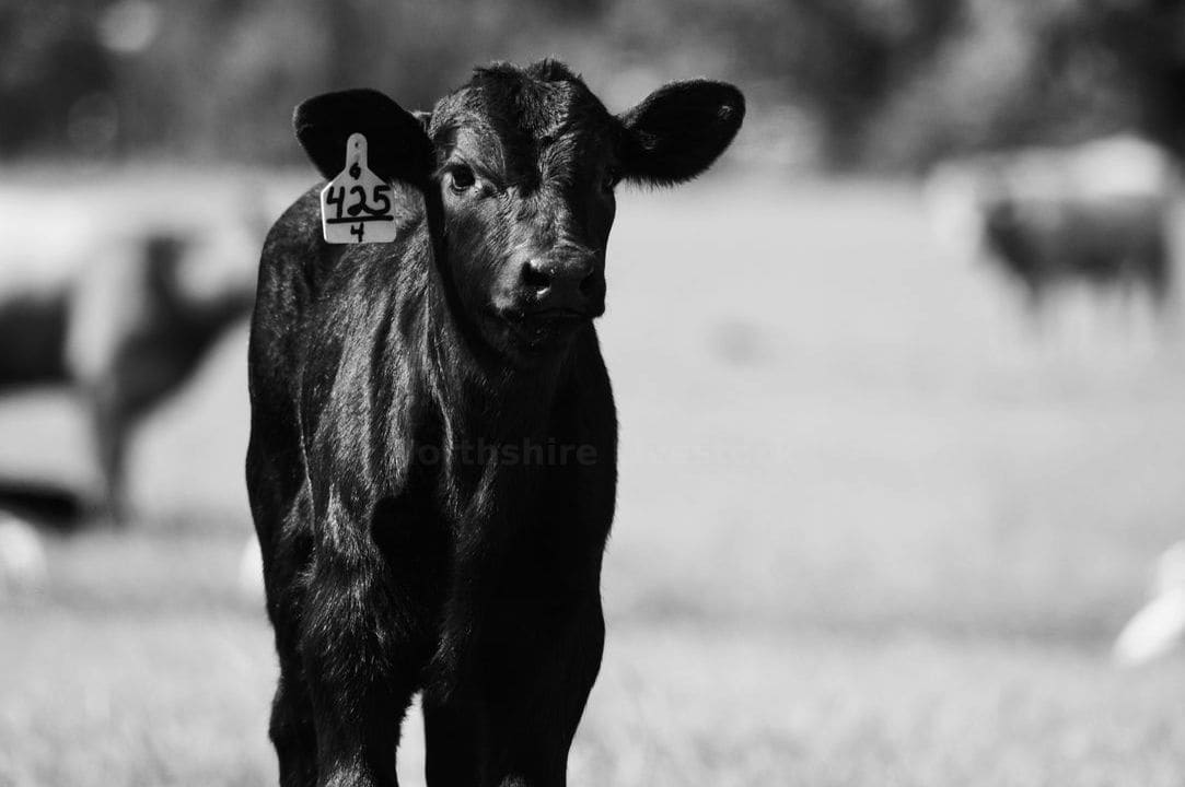 Cattle and sheep handling support