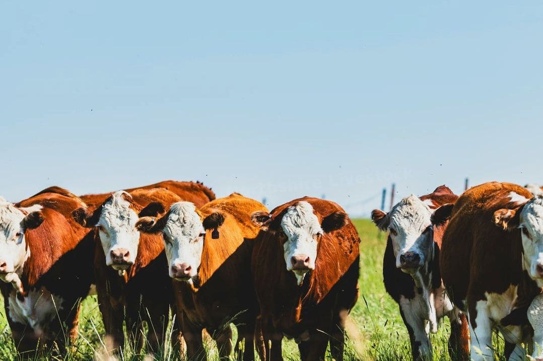 Herd health and welfare guidance